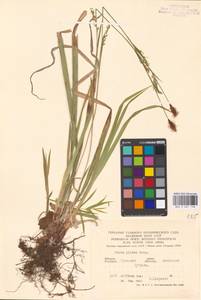 Carex pilosa Scop., Eastern Europe, Central region (E4) (Russia)