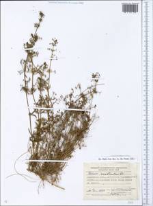Galium spurium subsp. spurium, Eastern Europe, South Ukrainian region (E12) (Ukraine)