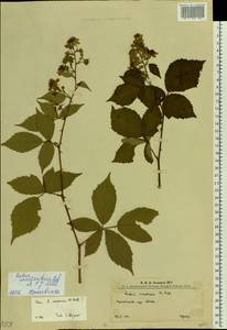 Rubus constrictus P. J. Müll. & Lefèvre, Eastern Europe, West Ukrainian region (E13) (Ukraine)