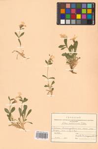 Silene sachalinensis F. Schmidt, Siberia, Russian Far East (S6) (Russia)