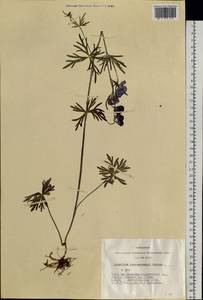 Aconitum ambiguum subsp. baicalense (Turcz. ex Rapaics) Vorosch., Siberia, Altai & Sayany Mountains (S2) (Russia)