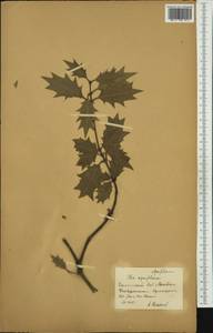 Ilex aquifolium L., Western Europe (EUR) (Russia)