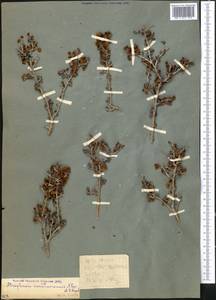 Atraphaxis karataviensis Pavlov & Lipsch., Middle Asia, Western Tian Shan & Karatau (M3) (Kazakhstan)