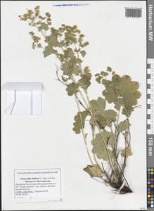 Alchemilla baltica Sam. ex Juz., Eastern Europe, Middle Volga region (E8) (Russia)