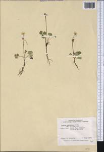 Anemone parviflora Michx., America (AMER) (Canada)