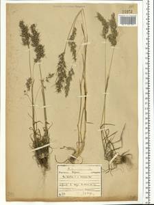 Poa bulbosa L., Eastern Europe, North-Western region (E2) (Russia)