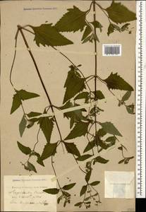 Sigesbeckia orientalis L., Caucasus, Black Sea Shore (from Novorossiysk to Adler) (K3) (Russia)