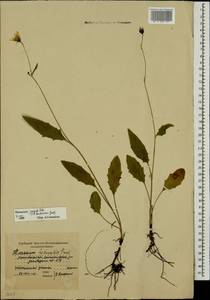 Hieracium lachenalii subsp. deductum (Sudre) Greuter, Eastern Europe, Moscow region (E4a) (Russia)