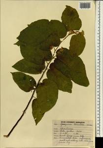 Guazuma ulmifolia Lam., South Asia, South Asia (Asia outside ex-Soviet states and Mongolia) (ASIA) (India)