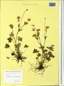 Ranunculus elegans C. Koch, Caucasus, North Ossetia, Ingushetia & Chechnya (K1c) (Russia)