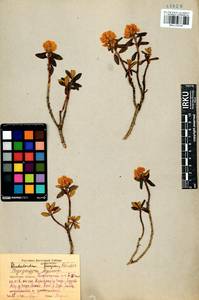 Rhododendron adamsii Rehder, Siberia, Baikal & Transbaikal region (S4) (Russia)