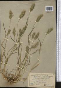 Bromus scoparius L., Middle Asia, Pamir & Pamiro-Alai (M2) (Uzbekistan)