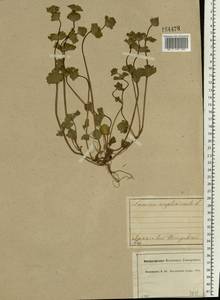 Lamium amplexicaule L., Eastern Europe, Central forest region (E5) (Russia)