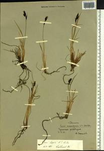 Carex bigelowii subsp. lugens (Holm) T.V.Egorova, Siberia, Chukotka & Kamchatka (S7) (Russia)