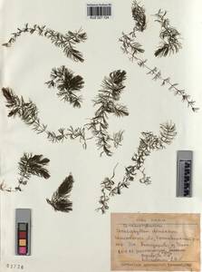 KUZ 027 124, Ceratophyllum demersum L., Siberia, Altai & Sayany Mountains (S2) (Russia)