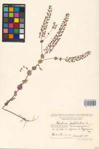 Lepidium perfoliatum L., Eastern Europe, Moscow region (E4a) (Russia)