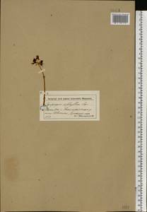 Epipogium aphyllum Sw., Eastern Europe, Moscow region (E4a) (Russia)