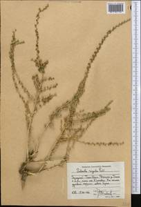 Nitrosalsola orientalis (S. G. Gmel.) Theodorova, Middle Asia, Western Tian Shan & Karatau (M3) (Kyrgyzstan)