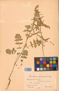Sisymbrium officinale (L.) Scop., Eastern Europe, Central forest-and-steppe region (E6) (Russia)