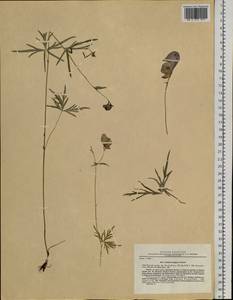 Aconitum ambiguum Rchb., Siberia, Russian Far East (S6) (Russia)