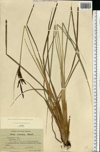 Carex elata subsp. omskiana (Meinsh.) Jalas, Eastern Europe, Central region (E4) (Russia)