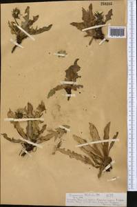 Taraxacum bicorne Dahlst., Middle Asia, Northern & Central Tian Shan (M4) (Kazakhstan)