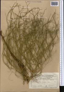 Chondrilla ambigua Fisch. ex Kar. & Kir., Middle Asia, Caspian Ustyurt & Northern Aralia (M8) (Kazakhstan)