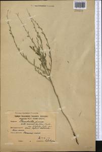 Chondrilla latifolia M. Bieb., Middle Asia, Northern & Central Kazakhstan (M10) (Kazakhstan)