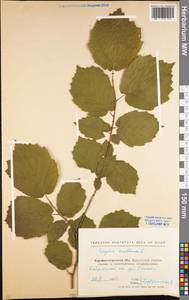 Corylus avellana L., Eastern Europe, North Ukrainian region (E11) (Ukraine)