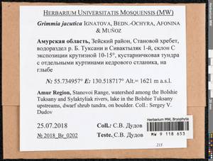 Grimmia jacutica Ignatova, Bedn.-Ochyra, Afonina & J. Muñoz, Bryophytes, Bryophytes - Russian Far East (excl. Chukotka & Kamchatka) (B20) (Russia)