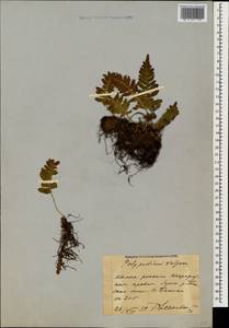 Polypodium vulgare L., Caucasus, Stavropol Krai, Karachay-Cherkessia & Kabardino-Balkaria (K1b) (Russia)
