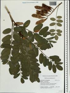 Robinia pseudoacacia L., Crimea (KRYM) (Russia)