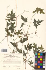 Clematis brevicaudata DC., Siberia, Russian Far East (S6) (Russia)