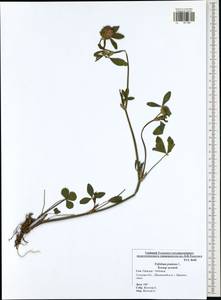 Trifolium pratense L., Eastern Europe, Central region (E4) (Russia)