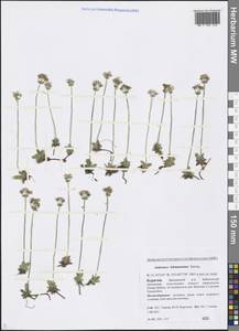 Androsace chamaejasme subsp. lehmanniana (Spreng.) Hultén, Siberia, Baikal & Transbaikal region (S4) (Russia)