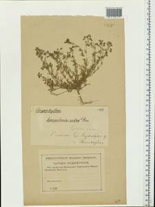 Spergularia rubra (L.) J. Presl & C. Presl, Eastern Europe, Western region (E3) (Russia)
