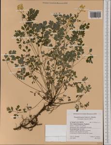 Pseudofumaria lutea (L.) Borkh., Western Europe (EUR) (United Kingdom)