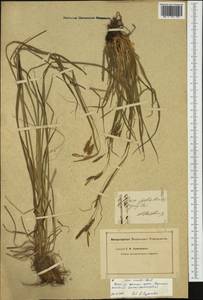 Carex arnellii Christ ex Scheutz, Western Europe (EUR) (Not classified)
