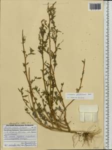 Chenopodium striatiforme Murr, Eastern Europe, Lower Volga region (E9) (Russia)