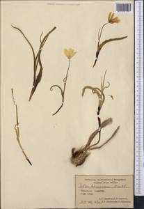 Tulipa lehmanniana Merckl., Middle Asia, Syr-Darian deserts & Kyzylkum (M7) (Uzbekistan)