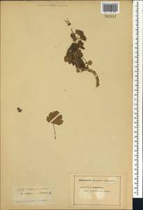 Pelargonium ramosissimum (Cav.) Willd., Africa (AFR) (Not classified)
