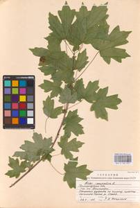 Acer campestre L., Eastern Europe, Central forest-and-steppe region (E6) (Russia)