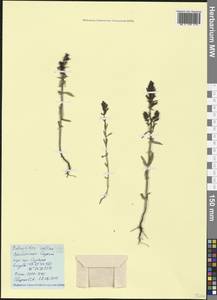 Odontites vulgaris Moench, Crimea (KRYM) (Russia)