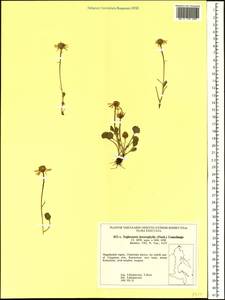 Packera heterophylla (Fisch.) E. L. Wiebe, Siberia, Chukotka & Kamchatka (S7) (Russia)