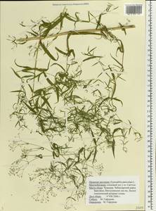 Gypsophila paniculata L., Eastern Europe, Middle Volga region (E8) (Russia)