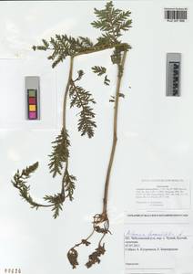 Artemisia tanacetifolia L., Siberia, Altai & Sayany Mountains (S2) (Russia)