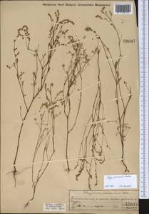 Polygonum arenarium subsp. arenarium, Middle Asia, Northern & Central Kazakhstan (M10) (Kazakhstan)