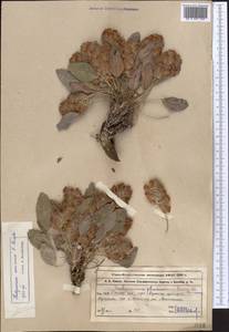 Hedysarum omissum Korotkova ex Kovalevsk., Middle Asia, Western Tian Shan & Karatau (M3) (Kazakhstan)