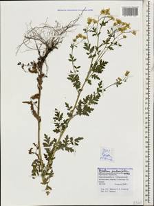 Tanacetum partheniifolium (Willd.) Sch. Bip., Caucasus, Stavropol Krai, Karachay-Cherkessia & Kabardino-Balkaria (K1b) (Russia)