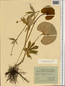 Ranunculus cassubicus L., Eastern Europe, Estonia (E2c) (Estonia)